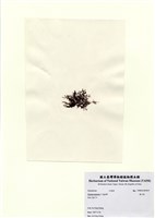 藏品(巢沙菜)的圖片